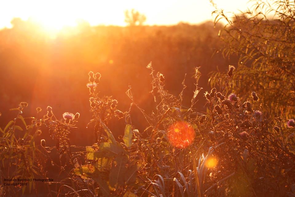 12376746_537418316416886_60879304932139798_n (1)